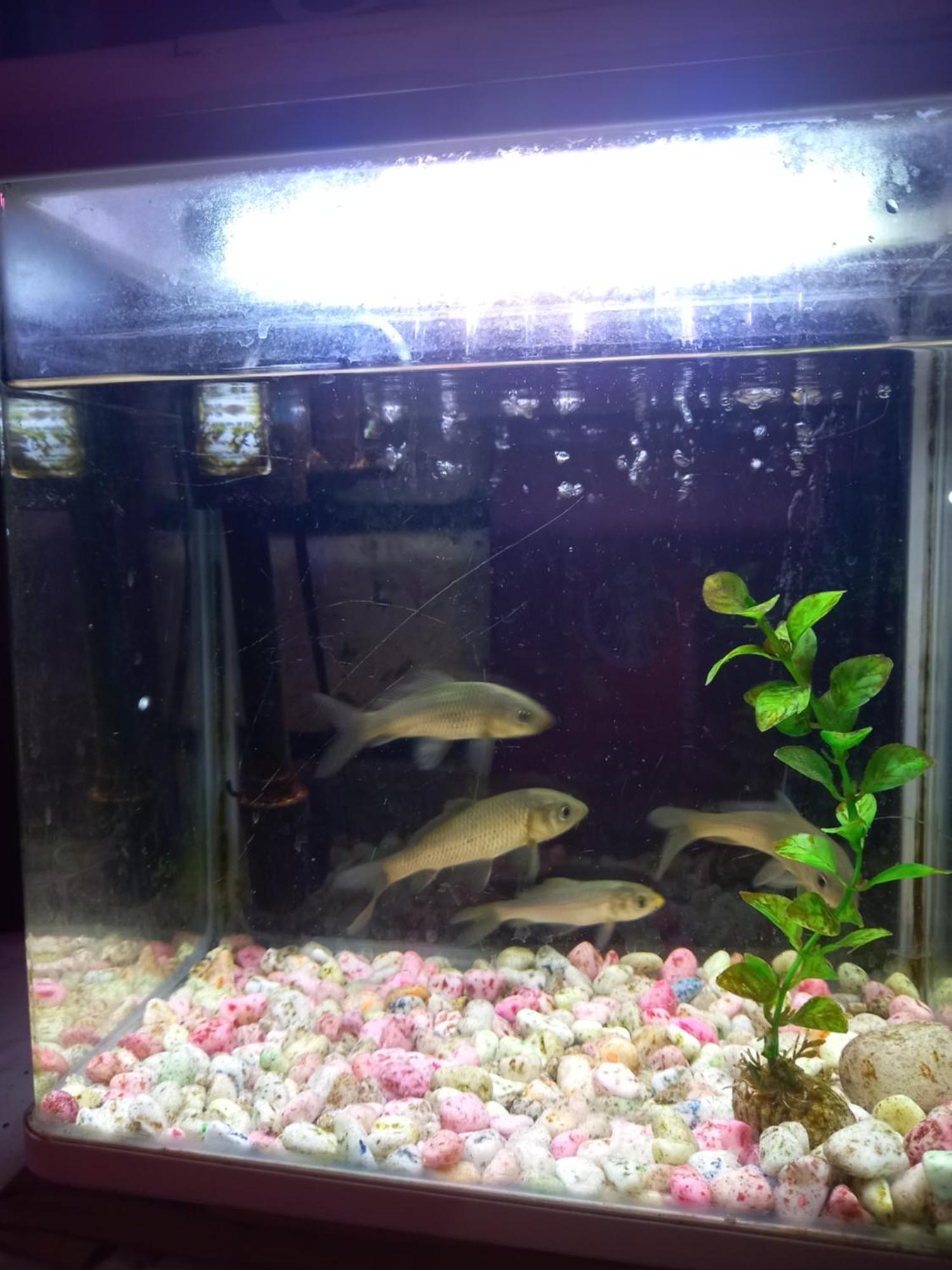 פוקהרה Galaxy Inn Guest House מראה חיצוני תמונה